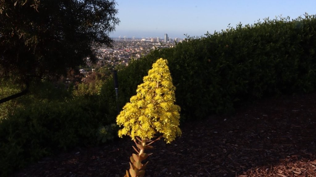 A yellow flower with a city in the background

AI-generated content may be incorrect.