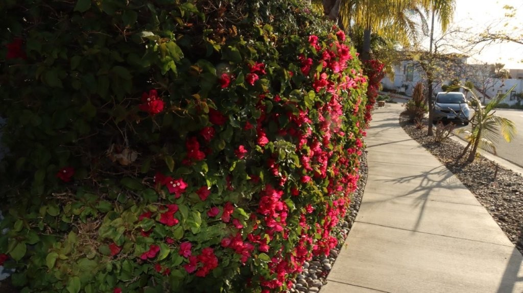 A sidewalk with a hedge of flowers

AI-generated content may be incorrect.