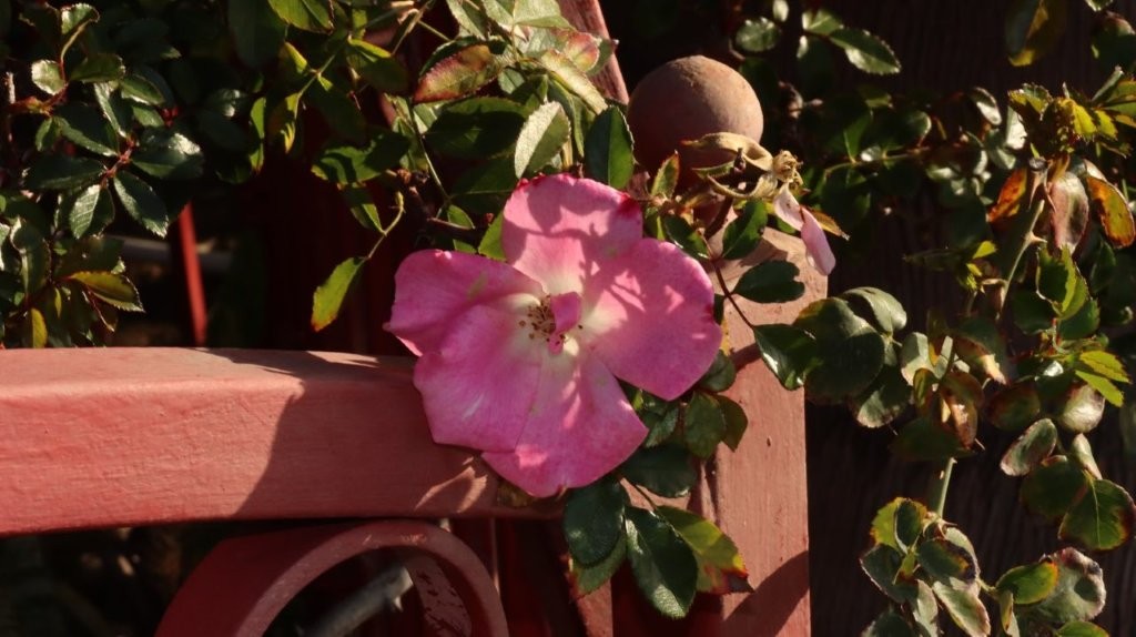 A pink flower on a plant

AI-generated content may be incorrect.