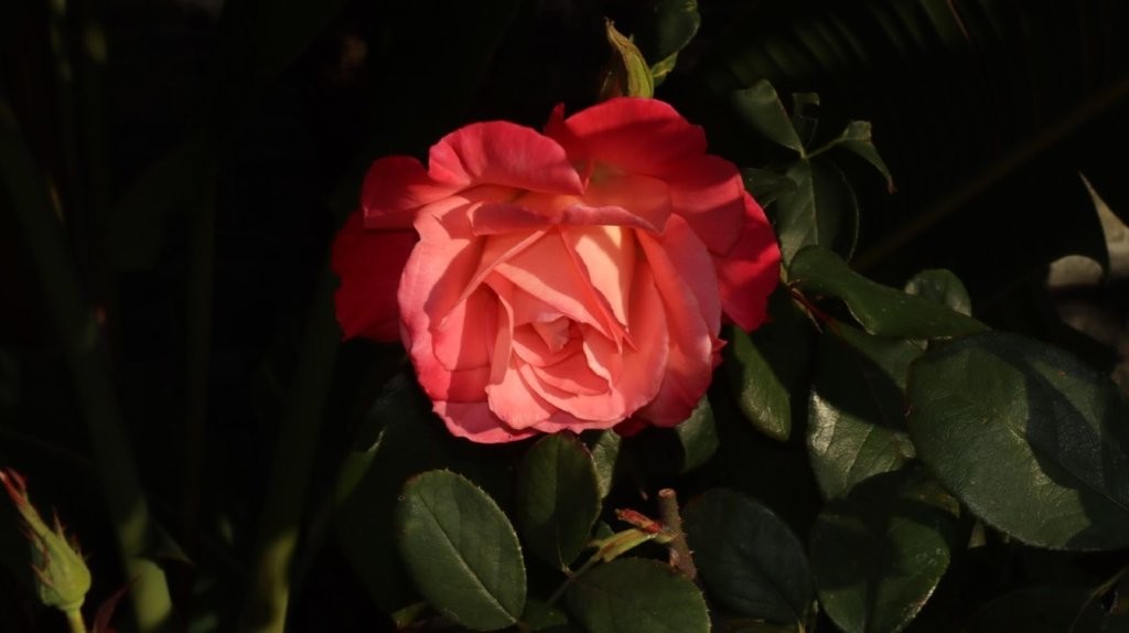 A pink rose with green leaves

AI-generated content may be incorrect.