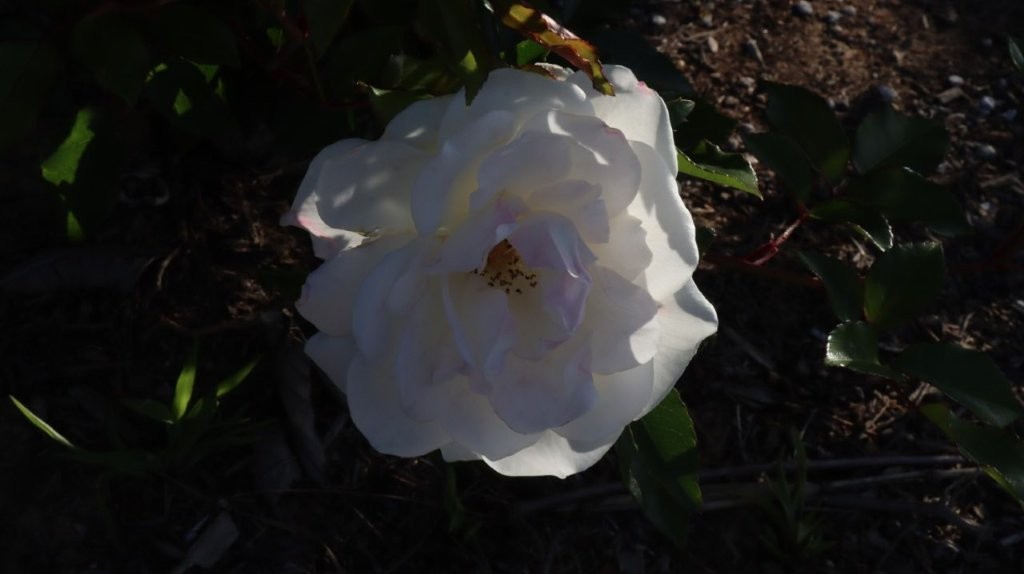A white flower on a bush

AI-generated content may be incorrect.