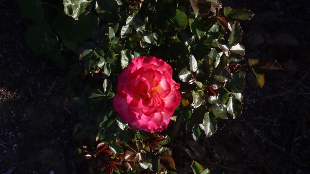 A pink flower on a bush

AI-generated content may be incorrect.