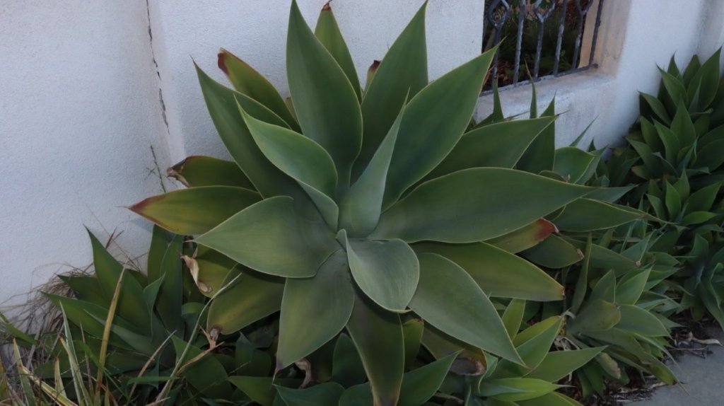 A green plant with long leaves

AI-generated content may be incorrect.