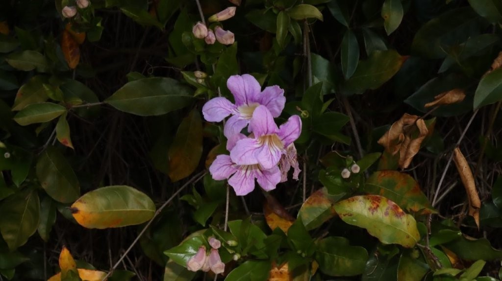 A close-up of purple flowers

AI-generated content may be incorrect.