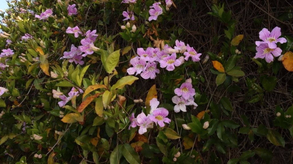 A close-up of purple flowers

AI-generated content may be incorrect.