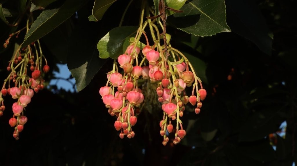 A close-up of a plant

AI-generated content may be incorrect.