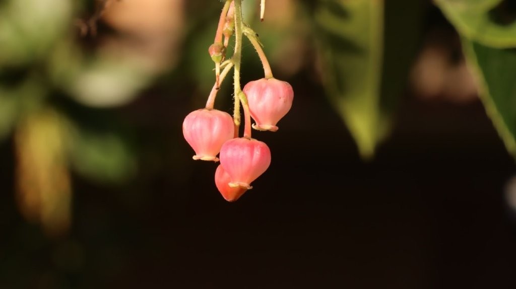 A close up of a plant

AI-generated content may be incorrect.