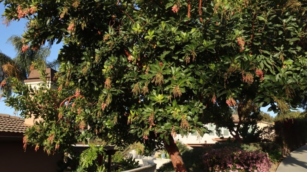 A tree with many leaves

AI-generated content may be incorrect.