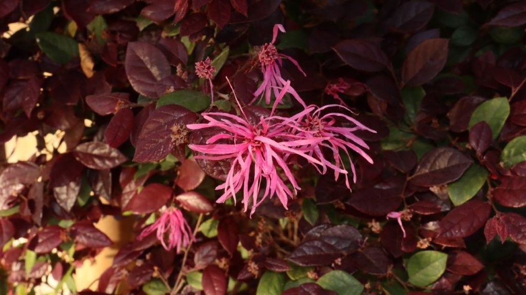 A close-up of a flower

AI-generated content may be incorrect.