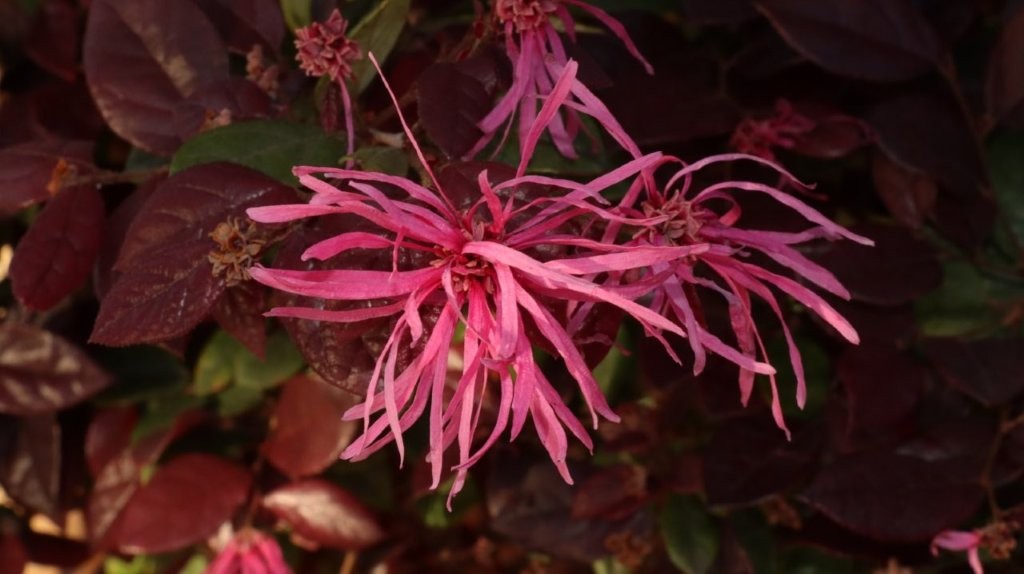 A close-up of a pink flower

AI-generated content may be incorrect.