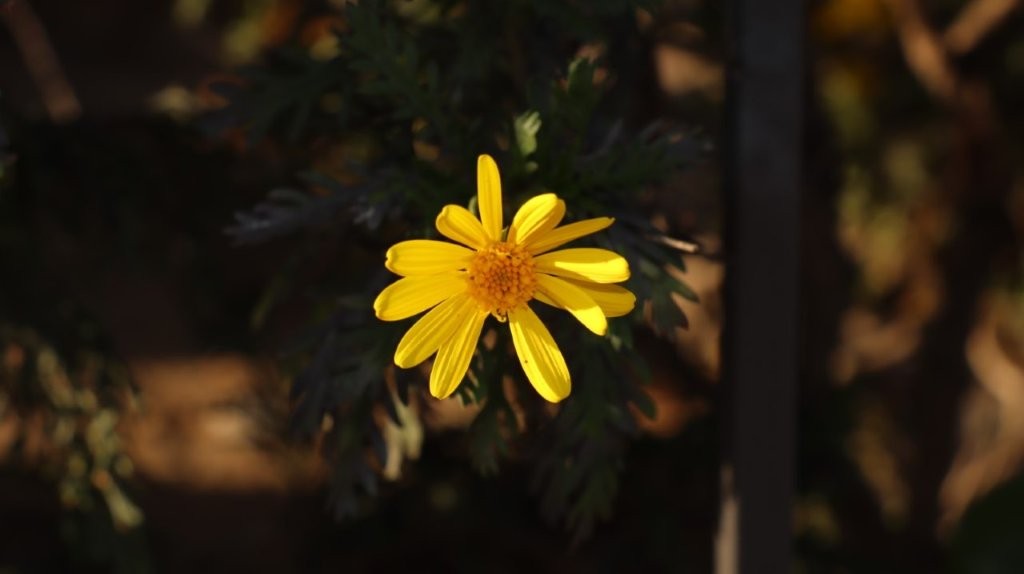 A yellow flower with a yellow center

AI-generated content may be incorrect.