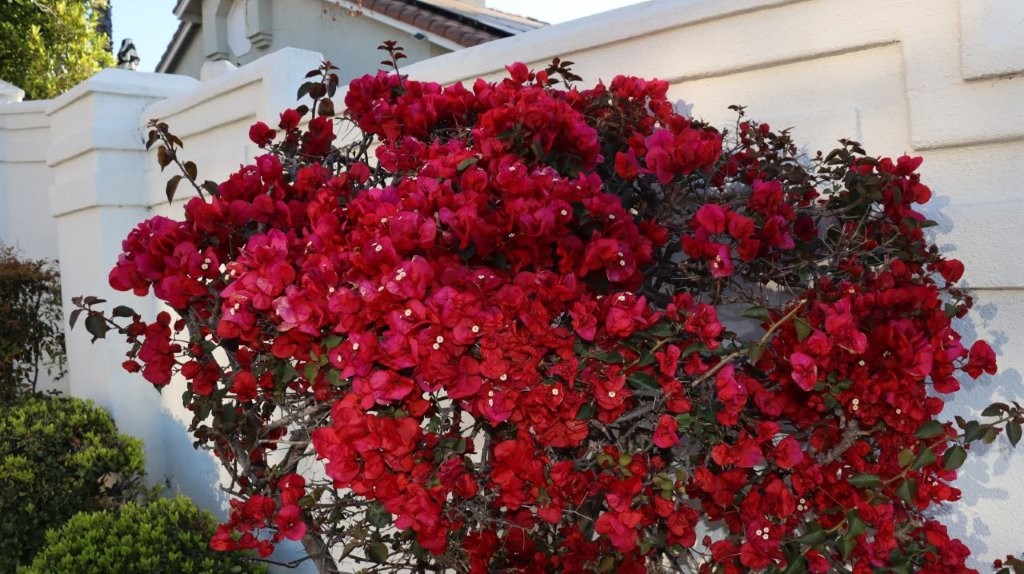 A close-up of a bush of red flowers

AI-generated content may be incorrect.