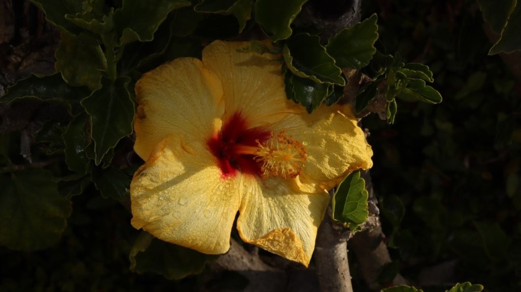 A yellow flower with a red center

AI-generated content may be incorrect.