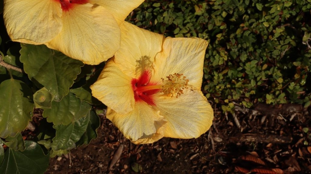 A yellow flower with red center

AI-generated content may be incorrect.