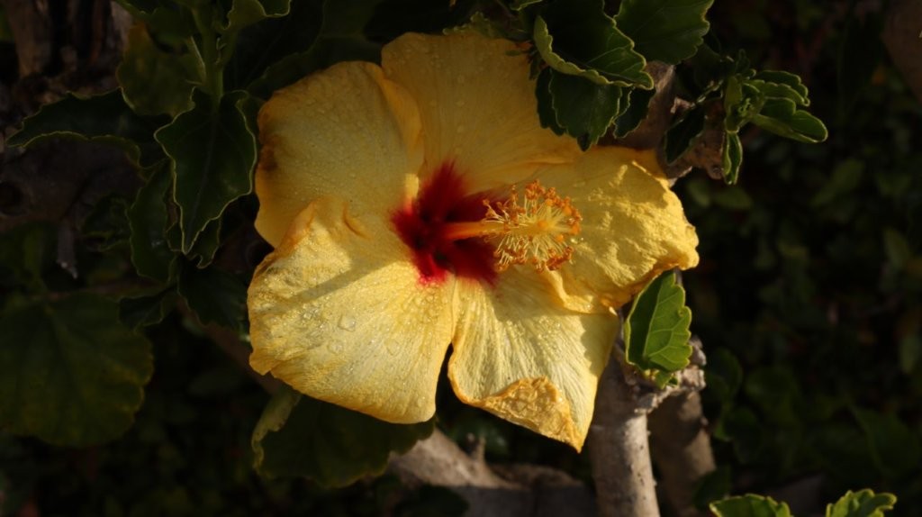 A yellow flower with a red center

AI-generated content may be incorrect.