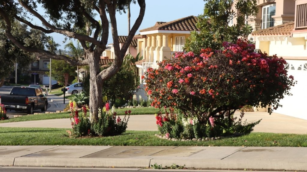 A tree with flowers in front of a house

AI-generated content may be incorrect.