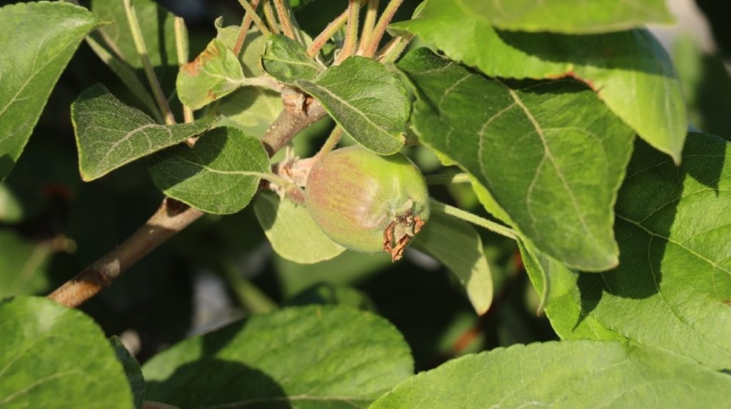A green fruit on a tree

AI-generated content may be incorrect.