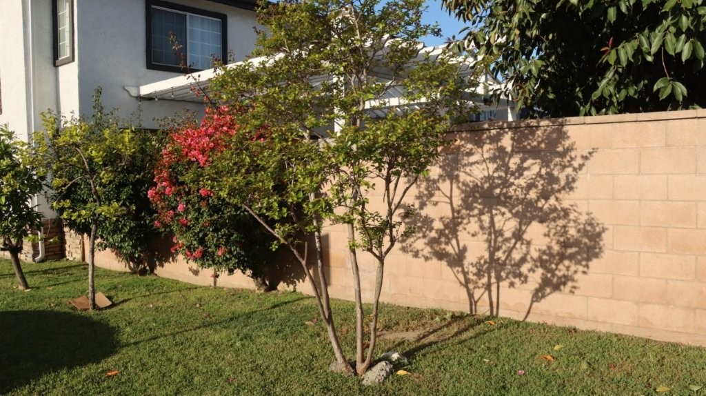 A tree in a yard

AI-generated content may be incorrect.