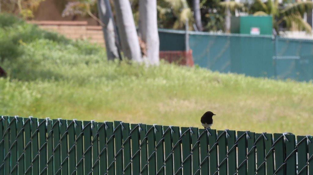 A bird on a fence

Description automatically generated