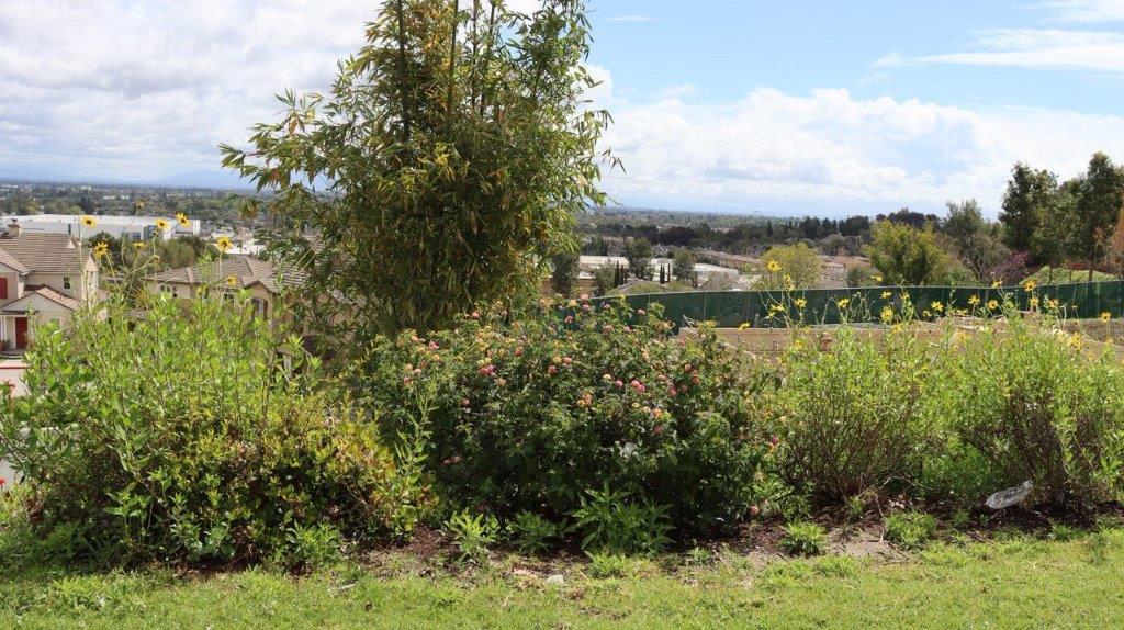 A landscape with a tree and bushes

Description automatically generated with medium confidence