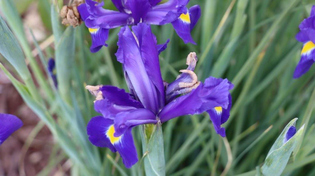 A close-up of a purple flower

Description automatically generated
