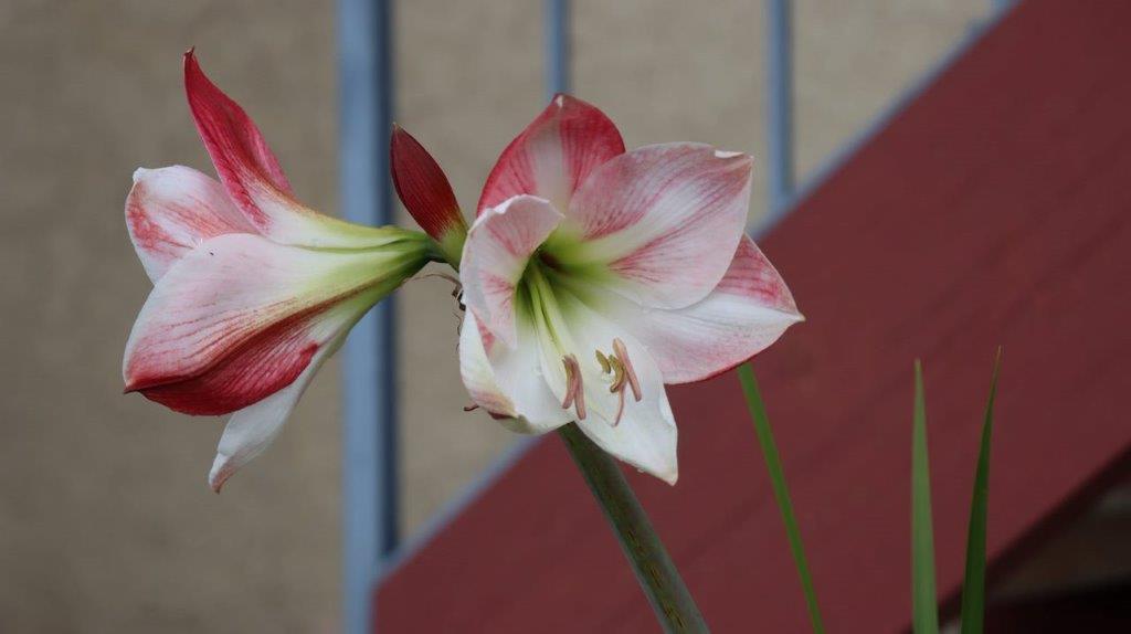 A close-up of a flower

Description automatically generated