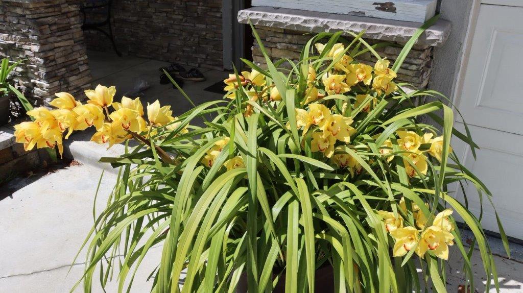 A plant with yellow flowers

Description automatically generated