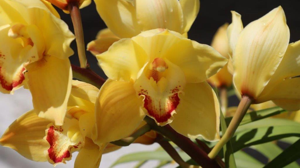 A close up of yellow flowers

Description automatically generated