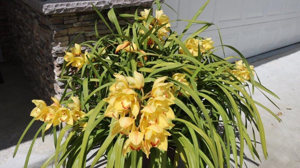 A plant with yellow flowers

Description automatically generated