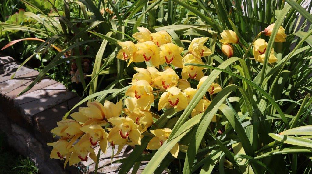 Yellow flowers on a plant

Description automatically generated