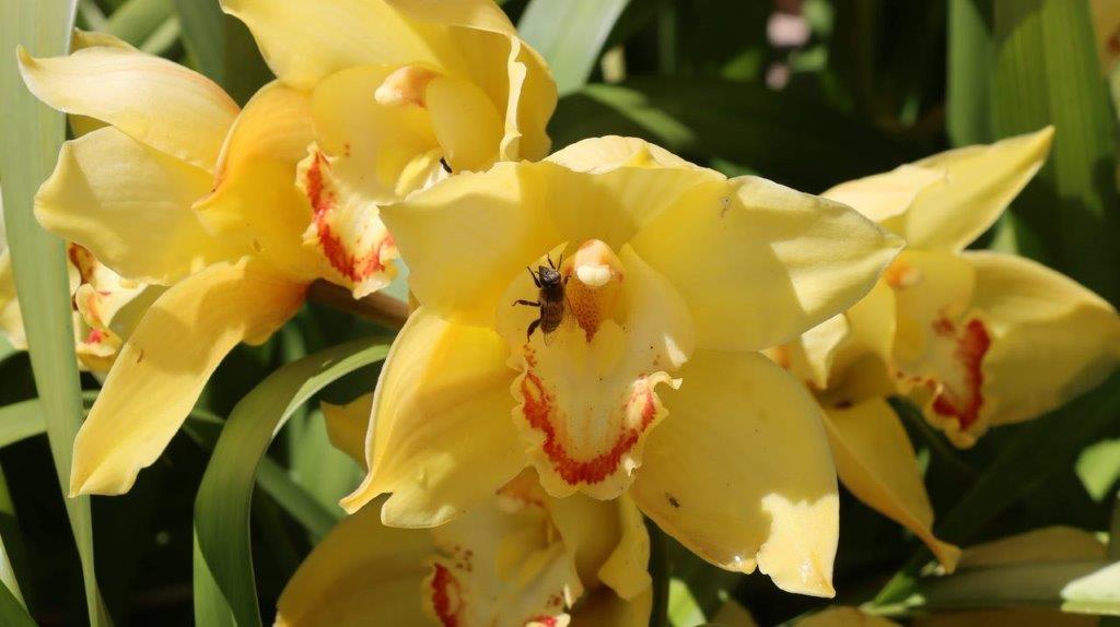 A close up of a yellow flower

Description automatically generated