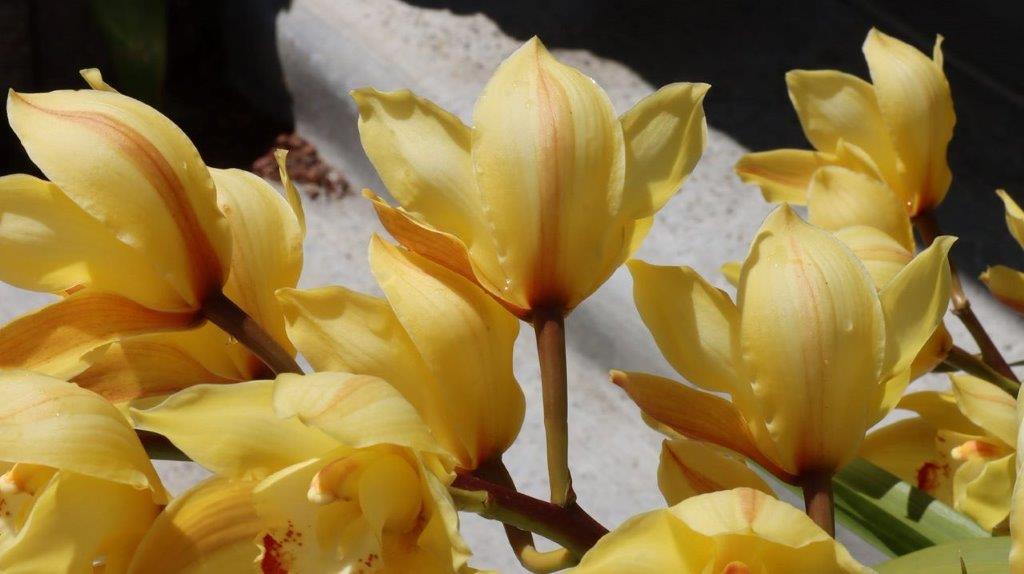 A close up of yellow flowers

Description automatically generated