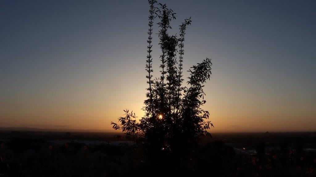 A tree with a sunset behind it

Description automatically generated