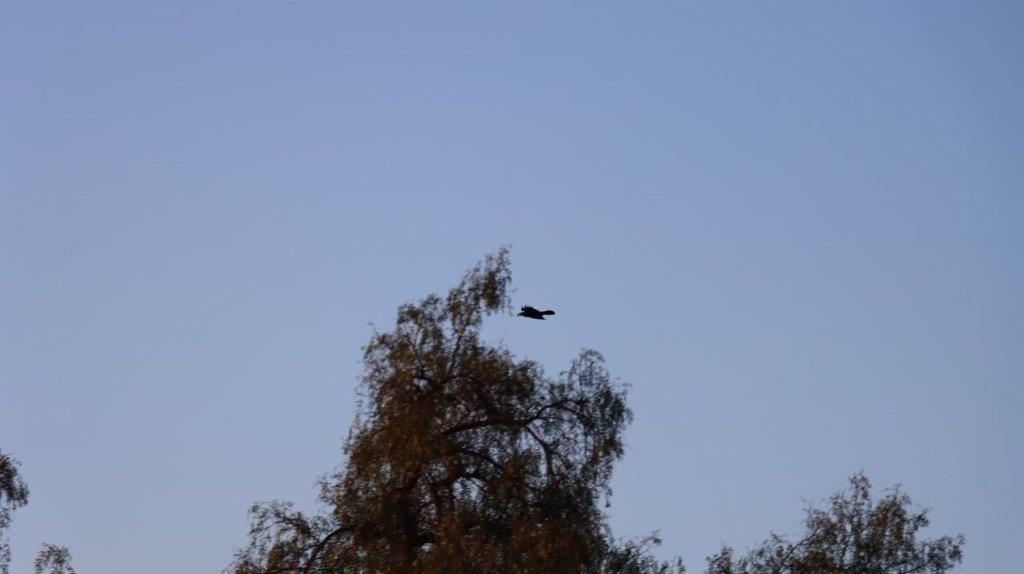 A bird flying in the sky

Description automatically generated