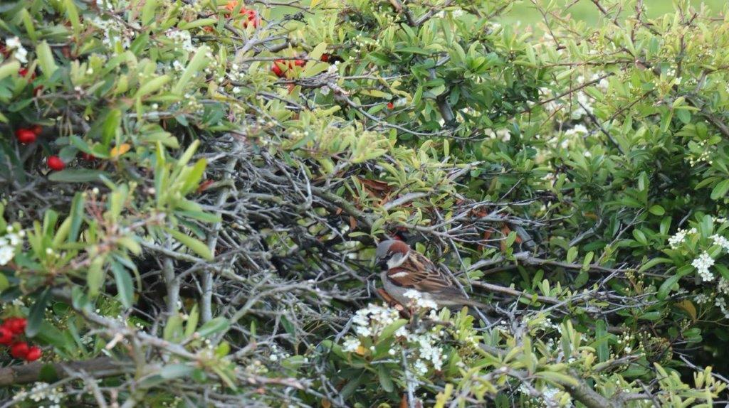 A bird sitting on a bush

Description automatically generated