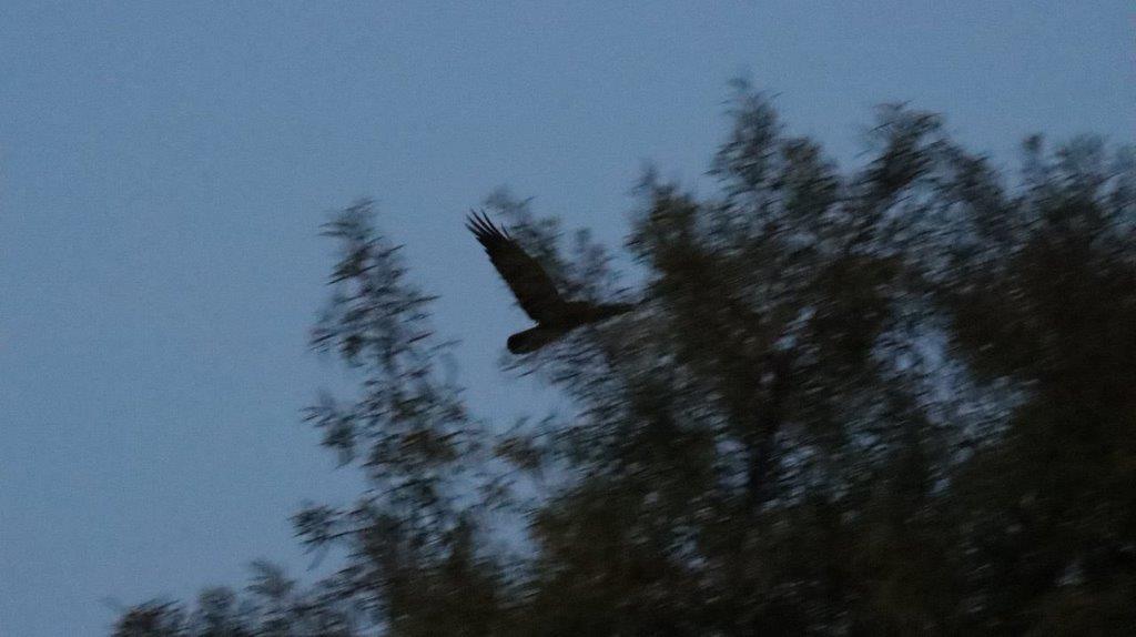 A bird flying in the sky

Description automatically generated
