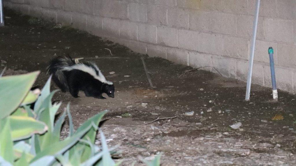 Skunk walking on dirt near a brick wall

Description automatically generated