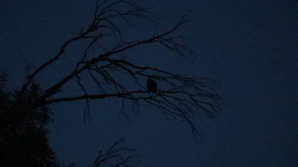 A bird sitting on a tree branch

Description automatically generated
