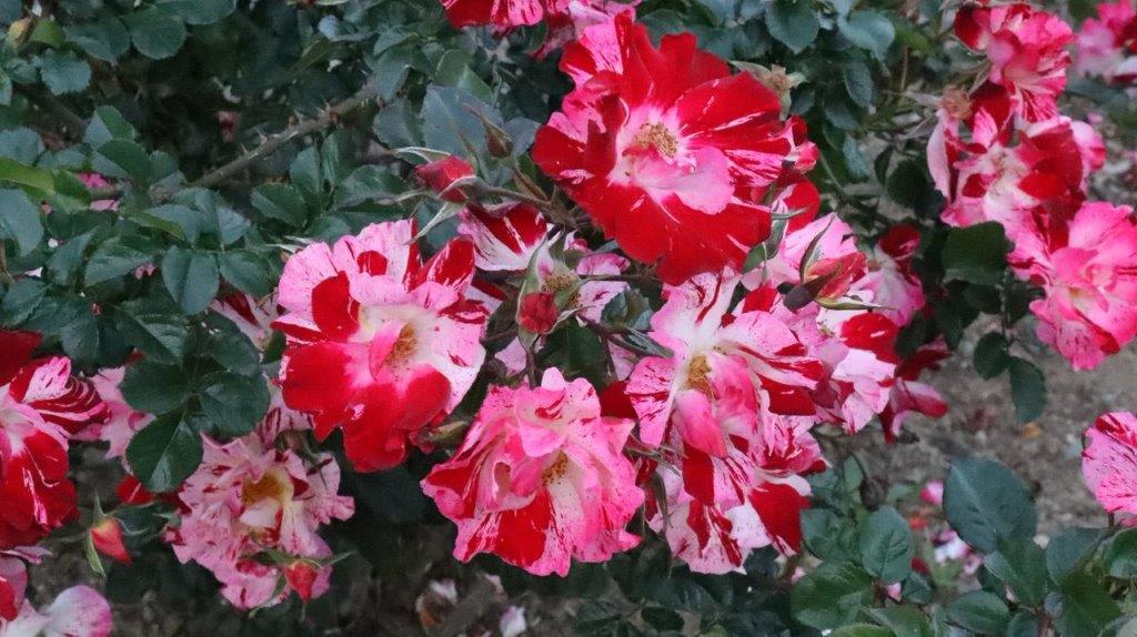 A close up of a flower

Description automatically generated