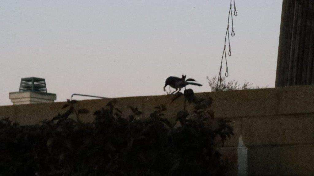 A bird on a wall

Description automatically generated