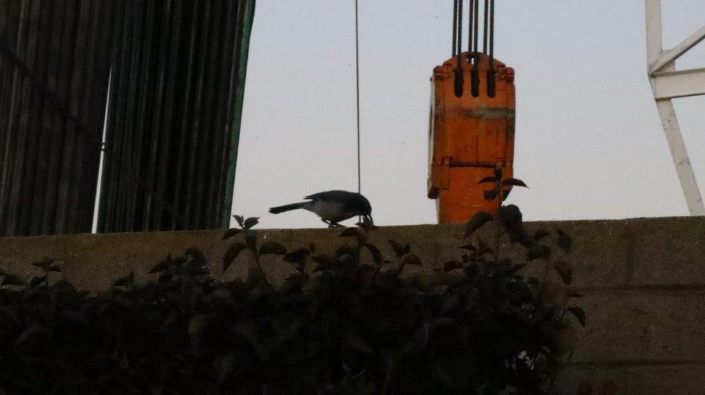 A bird on a ledge

Description automatically generated
