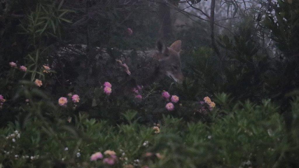 A wolf in a bush

Description automatically generated