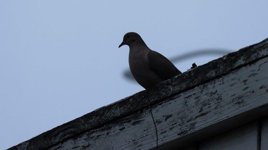 A bird sitting on a ledge

Description automatically generated