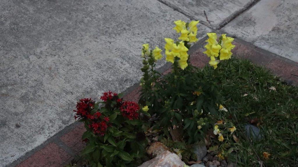 A close-up of a flower bed

Description automatically generated