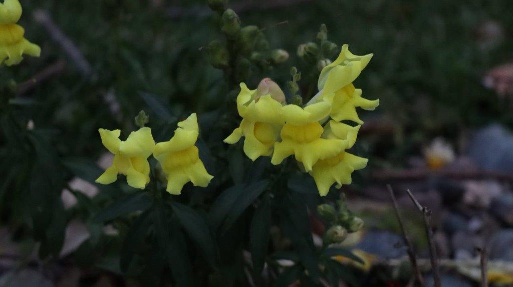 Yellow flowers on a plant

Description automatically generated
