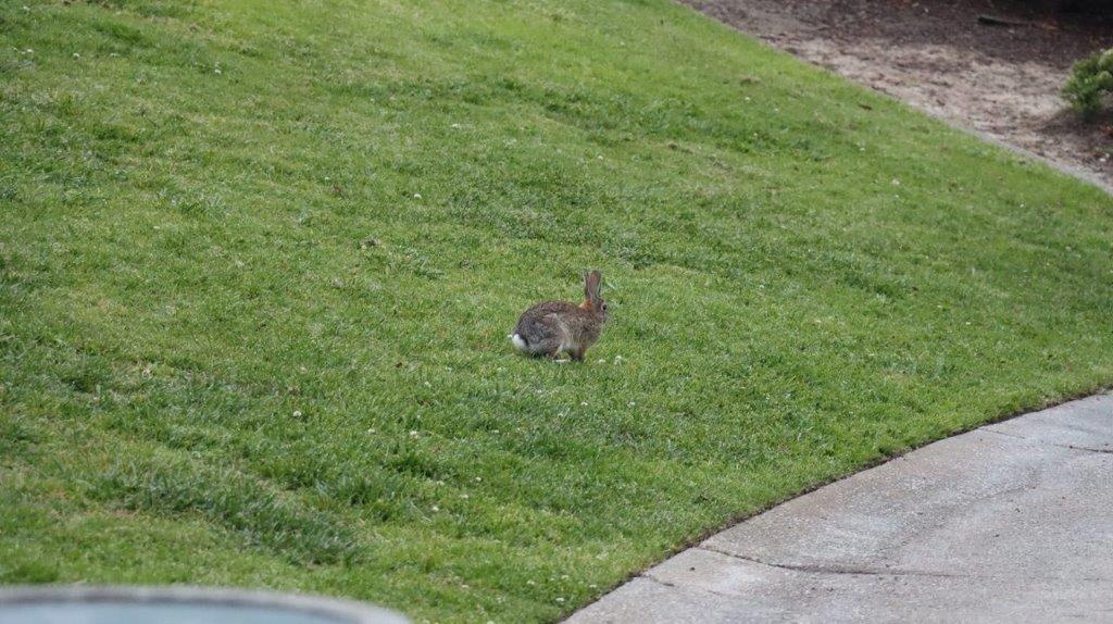 A rabbit in the grass

Description automatically generated
