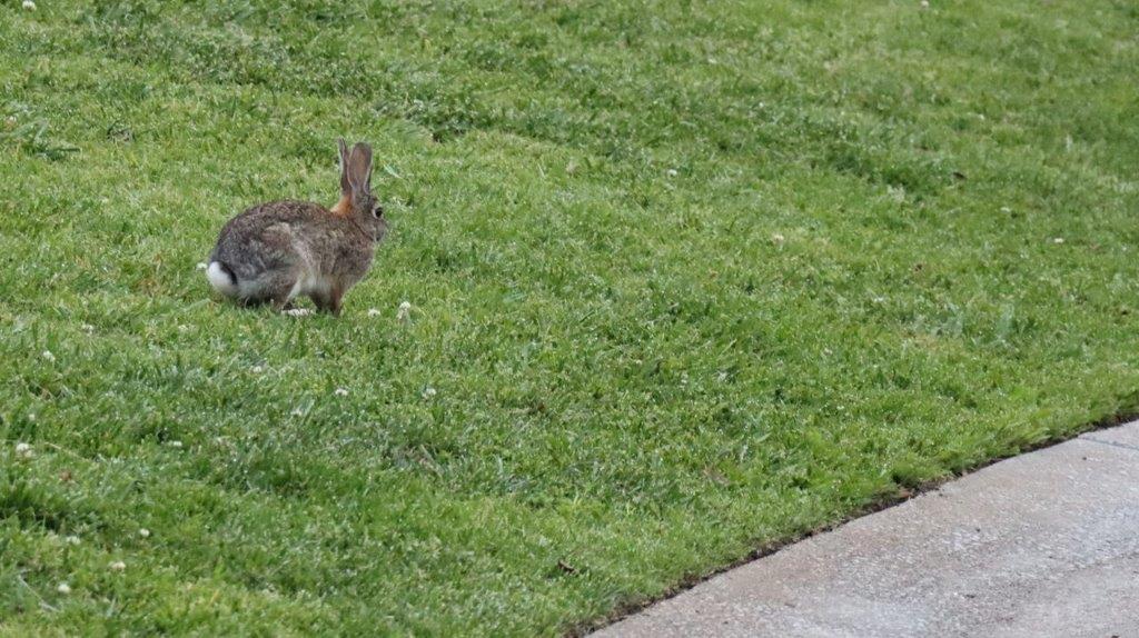 A rabbit in the grass

Description automatically generated