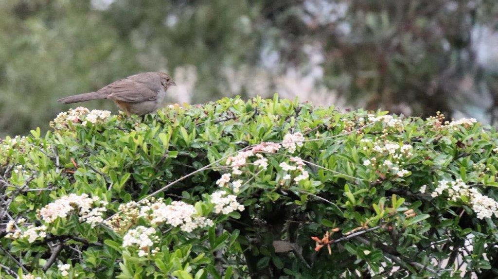 A bird on a bush

Description automatically generated