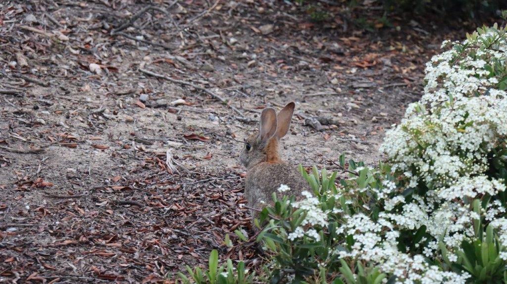 A rabbit in the dirt

Description automatically generated