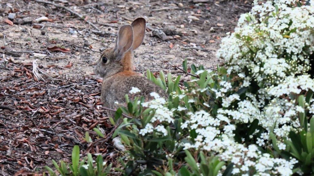 A rabbit sitting in the dirt

Description automatically generated